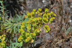 Euphorbia nicaeensis