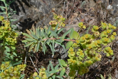 Euphorbia nicaeensis