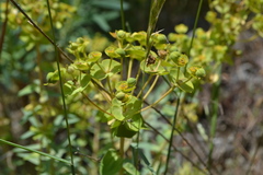 Euphorbia nicaeensis
