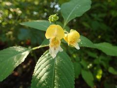 Impatiens edgeworthii