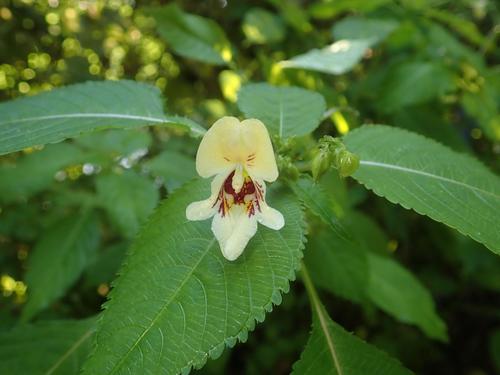 Image of Impatiens edgeworthii by (c) Alexis Tinker-Tsavalas, some rights reserved (CC BY)