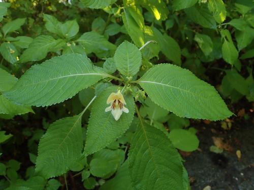 Image of Impatiens edgeworthii by (c) Alexis Tinker-Tsavalas, some rights reserved (CC BY)