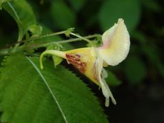 Impatiens edgeworthii