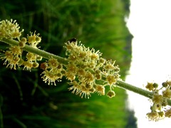 Croton gossypiifolius