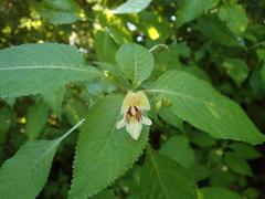 Impatiens edgeworthii
