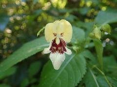 Impatiens edgeworthii
