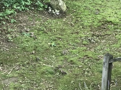 Passer domesticus