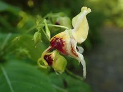 Impatiens edgeworthii