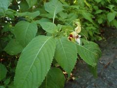 Impatiens edgeworthii