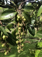 Byrsonima crassifolia