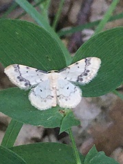 Idaea trigeminata