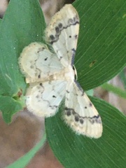 Idaea trigeminata