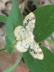 Idaea trigeminata
