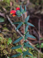 Bomarea linifolia