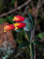 Bomarea linifolia