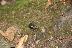 Dorcus parallelipipedus