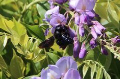 Xylocopa