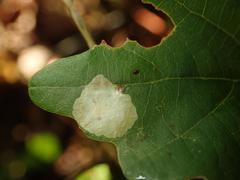 Tischeria ekebladella