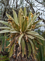 Espeletia hartwegiana