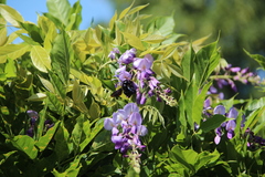 Xylocopa