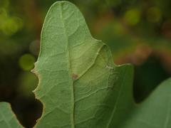 Tischeria ekebladella