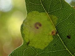 Tischeria ekebladella