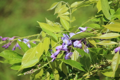 Xylocopa