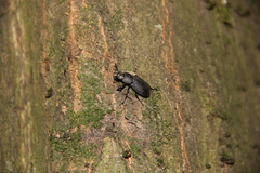Dorcus parallelipipedus