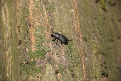 Dorcus parallelipipedus
