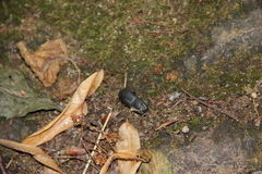 Dorcus parallelipipedus