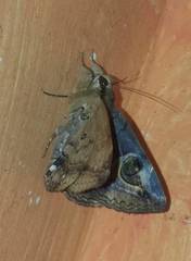 Ommatophora luminosa