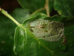 Phyllonorycter esperella