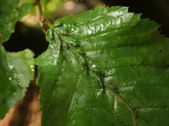 Aceria tenella
