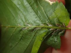 Aceria tenella