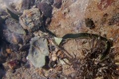 Eulalia microphylla