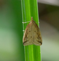 Donacaula forficella