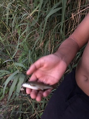 Sarmarutilus rubilio