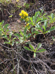 Solidago spathulata