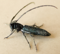 Agapanthiola leucaspis