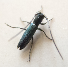 Agapanthiola leucaspis