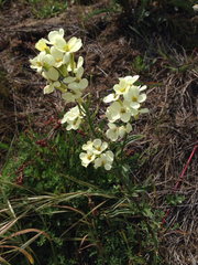 Erysimum franciscanum