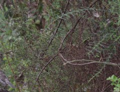 Scutia spicata pauciflora