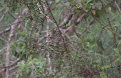 Scutia spicata pauciflora