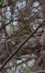 Scutia spicata pauciflora