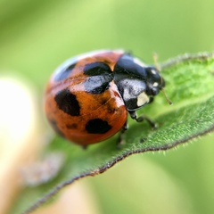Coccinella septempunctata