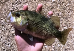 Ambloplites ariommus