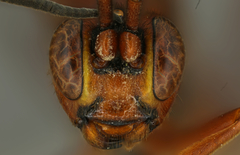 Compsocryptus purpuripennis