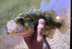 Ambloplites ariommus