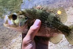 Ambloplites ariommus