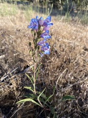 Penstemon comarrhenus